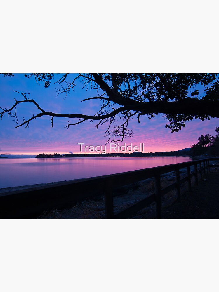 Arbutus over Bay by taos