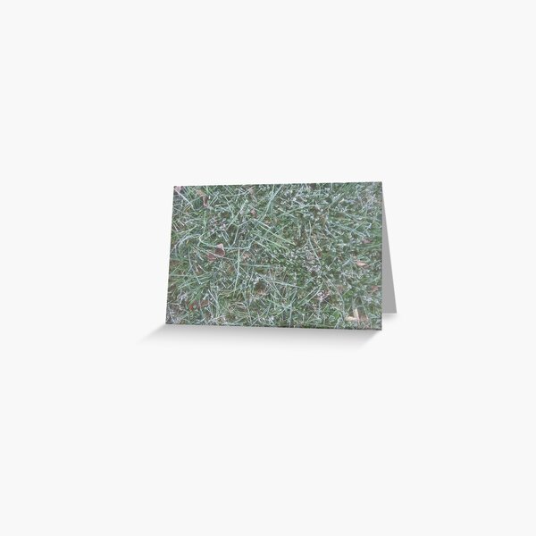Frosted Fescue and Clover Greeting Card