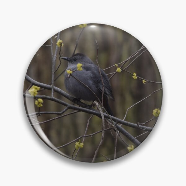 Item preview, Gray Catbird designed and sold by Pauline Catling.
