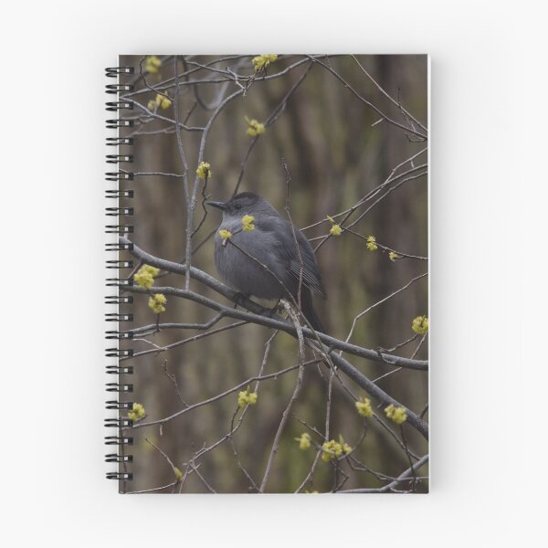 Item preview, Gray Catbird designed and sold by Pauline Catling.