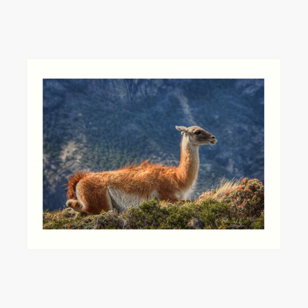 Guanaco Art Print