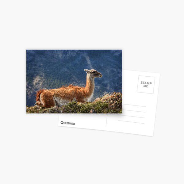 Guanaco Postcard