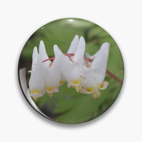 Item preview, Dutchman's breeches  (Dicentra cucullaria) designed and sold by Pauline Catling.