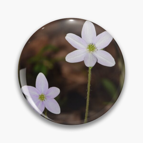 Item preview, Round-lobed Hepatica (Hepatica americana) designed and sold by Pauline Catling.