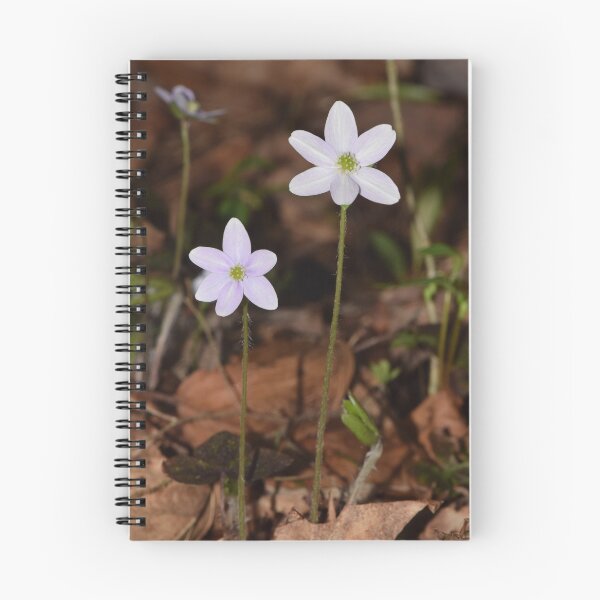 Item preview, Round-lobed Hepatica (Hepatica americana) designed and sold by Pauline Catling.
