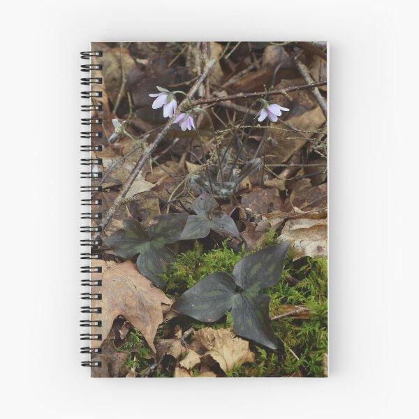 Item preview, Round-lobed Hepatica (Hepatica americana) designed and sold by Pauline Catling.