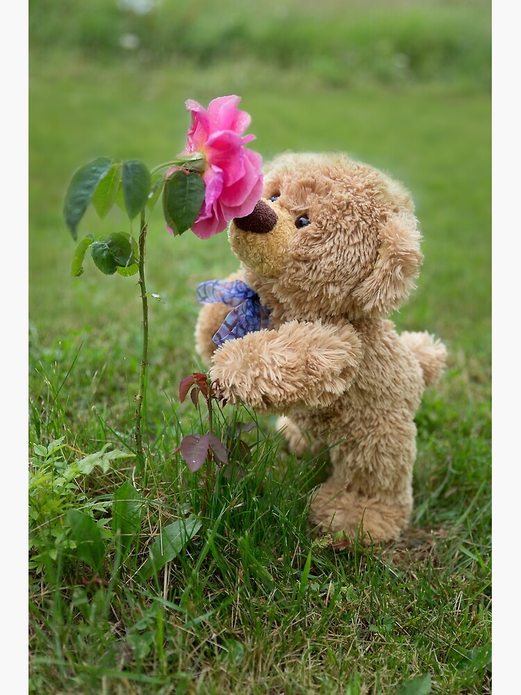 Traveling teddy with rose" Art Print by TravelTeddy | Redbubble Traveling teddy with rose" Art Print by TravelTeddy | Redbubble