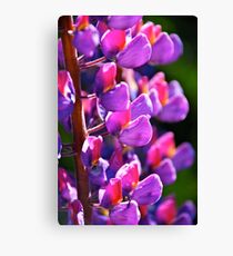 Lupin Canvas Print