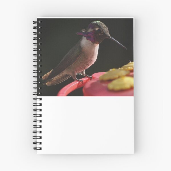 Item preview, JUVENILE MALE COSTA'S AT THE PERCH designed and sold by JAYMILO.