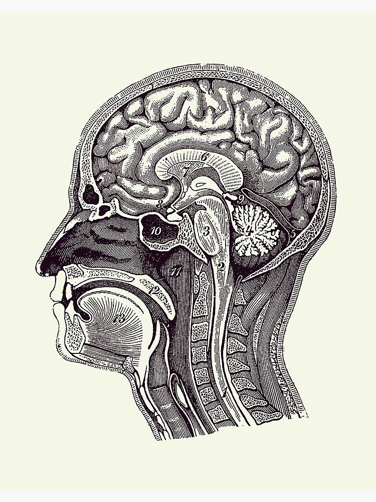 Normal Anatomy of Human Brain - Vintage Print 2 | Art Board Print