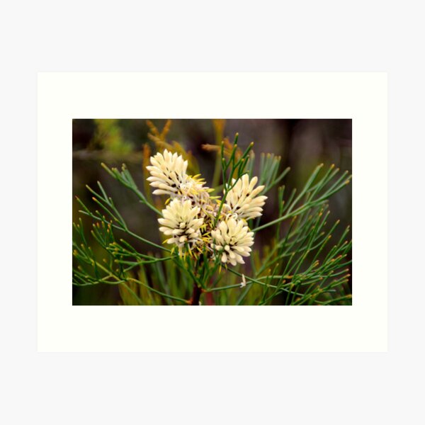 Item preview, Bushwalk - New Life designed and sold by Sally Haldane.