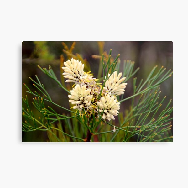 Item preview, Bushwalk - New Life designed and sold by Sally Haldane.