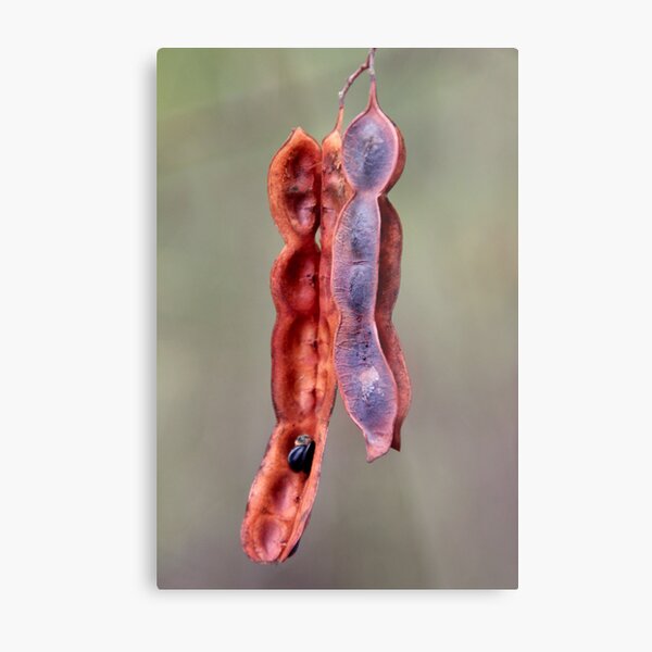 Item preview, Bushwalk - Seed Pods designed and sold by Sally Haldane.