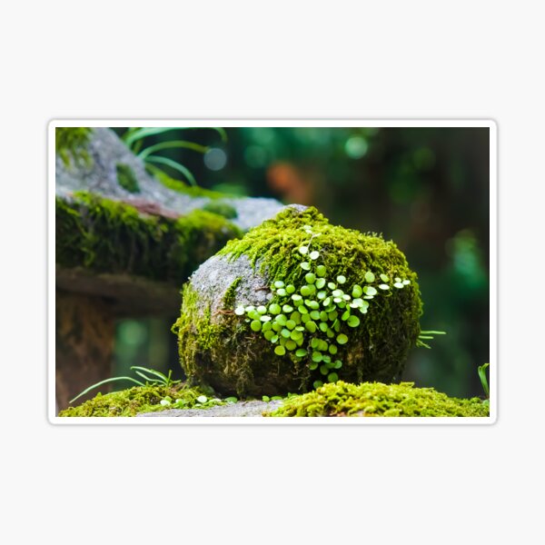 Green Moss Balls Sticker for Sale by Griffelkinn