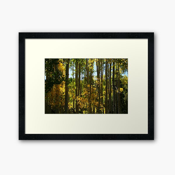 Aspen Trees in Telluride Framed Art Print