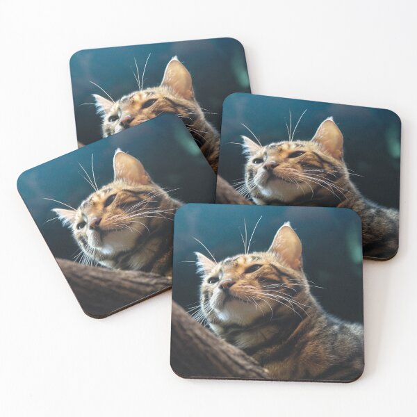 Item preview, Cat at a Cat Cafe designed and sold by Hailey Nicole  Photography.