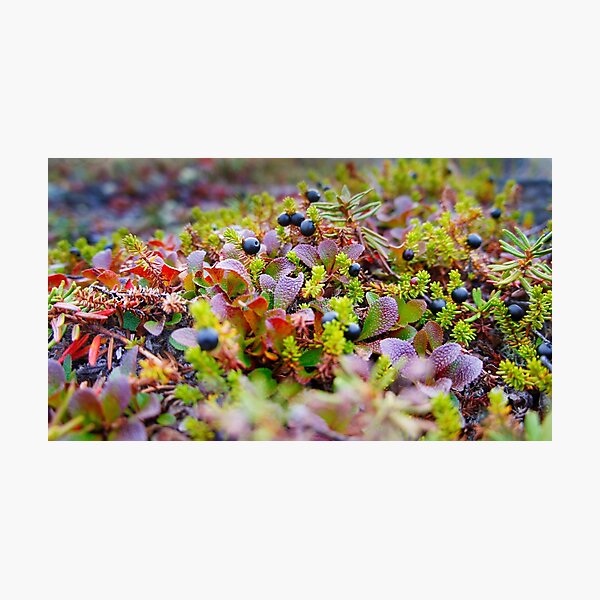 Shiksha berries in the tundra Photographic Print