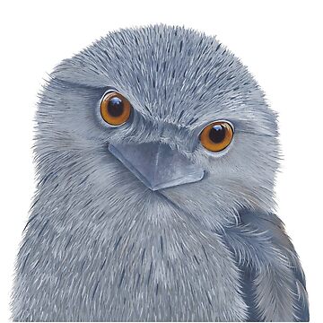 Artwork thumbnail, Tawny Frogmouth by Nicole Grimm-Hewitt