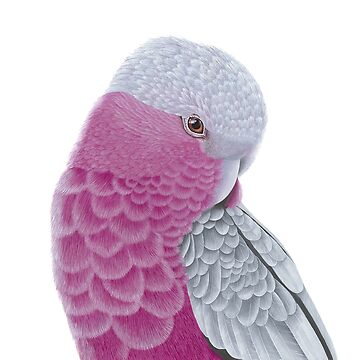 Artwork thumbnail, Galah - Pink and Grey by Nicole Grimm-Hewitt