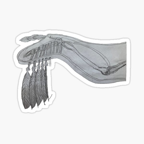 Anatomy of a Bird Sticker