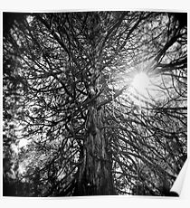 Ballad of the Tree Poster