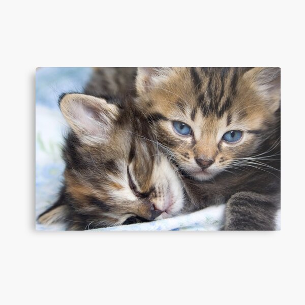 Snuggle Buddies Metal Print