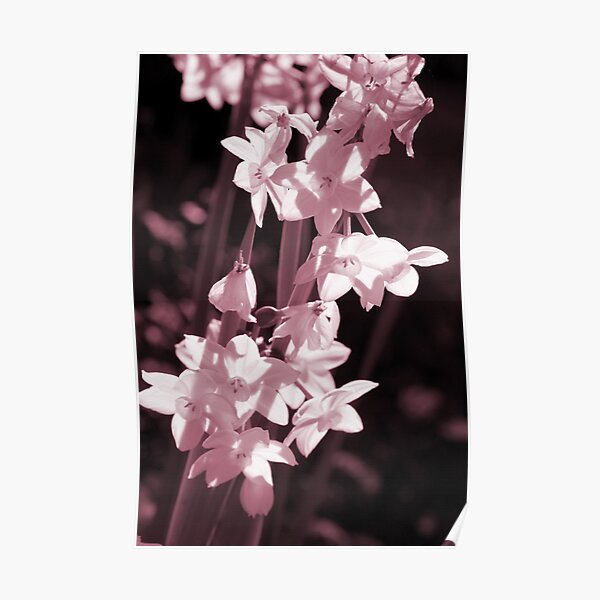 Ever So Softly Poster