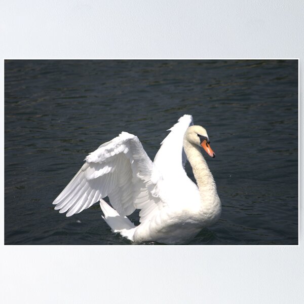 Item preview, Mute Swan designed and sold by NewfieKeith.