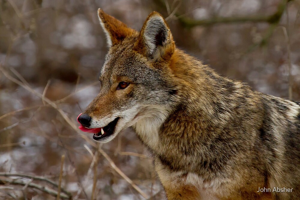 "Male Coyote Close Up Portrait" by John Absher Redbubble