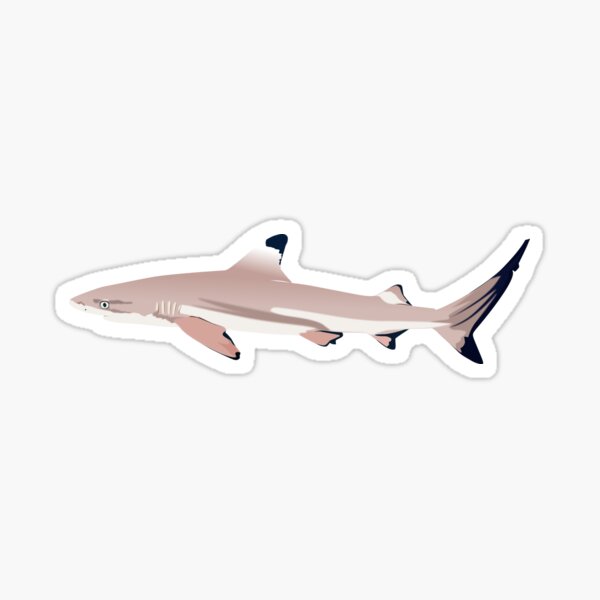 Shark Tattoo Traditional Shark Tattoo Old School PNG Image With Transparent  Background  TOPpng