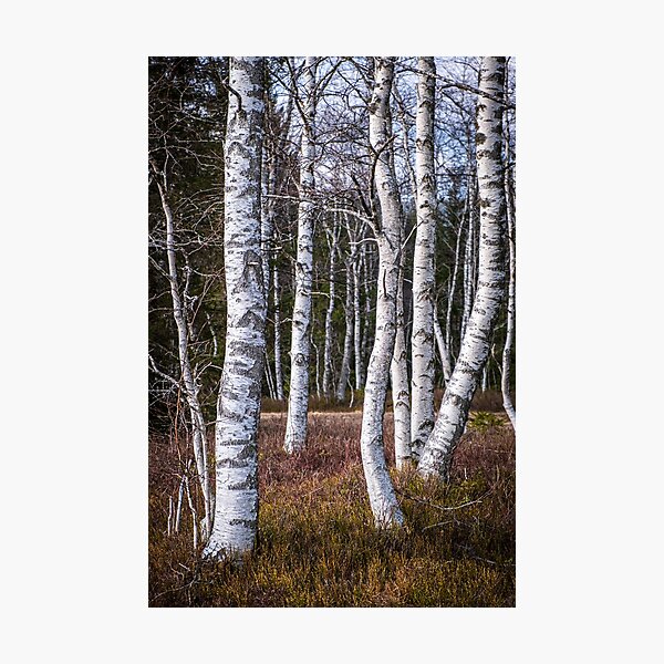 Grove of silver birch trees Photographic Print