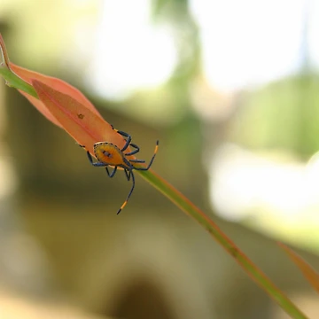 Artwork thumbnail, Bug by RobsVisions