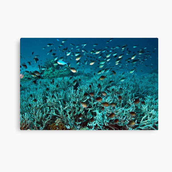 Teeming Canvas Print