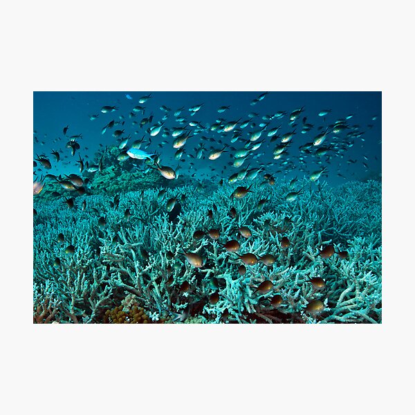 Teeming Photographic Print