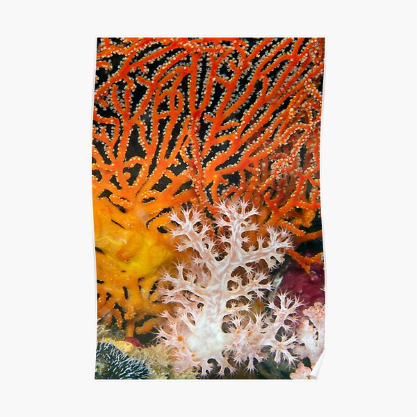 White on red Poster