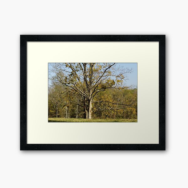 Item preview, Walmart Tree designed and sold by WildestArt.