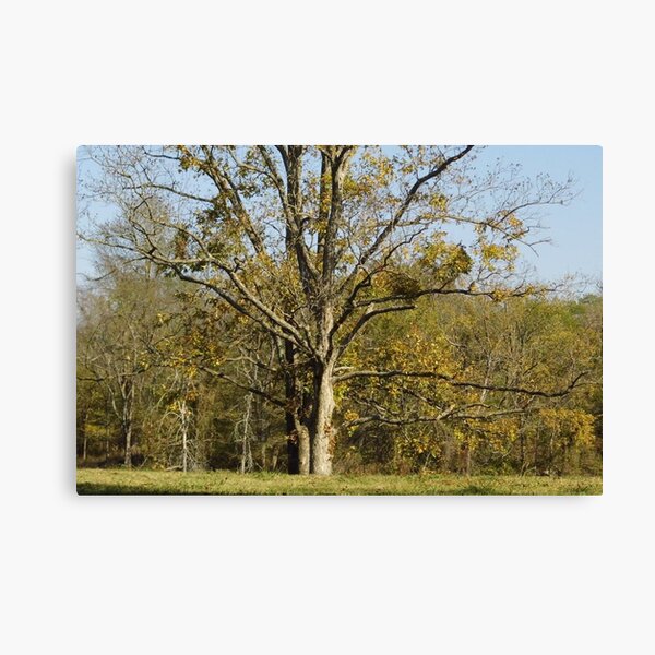 Item preview, Walmart Tree designed and sold by WildestArt.