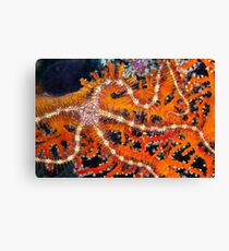 Spike Canvas Print