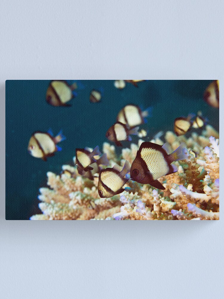 Alternate view of Humbug Canvas Print