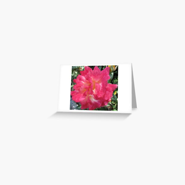 Pink And White Beauty Greeting Card