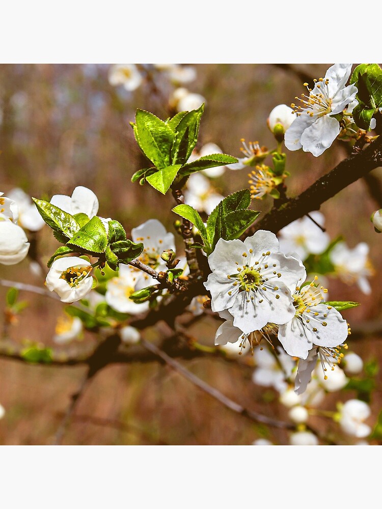 spring motif flower, plum flowers by Hujer