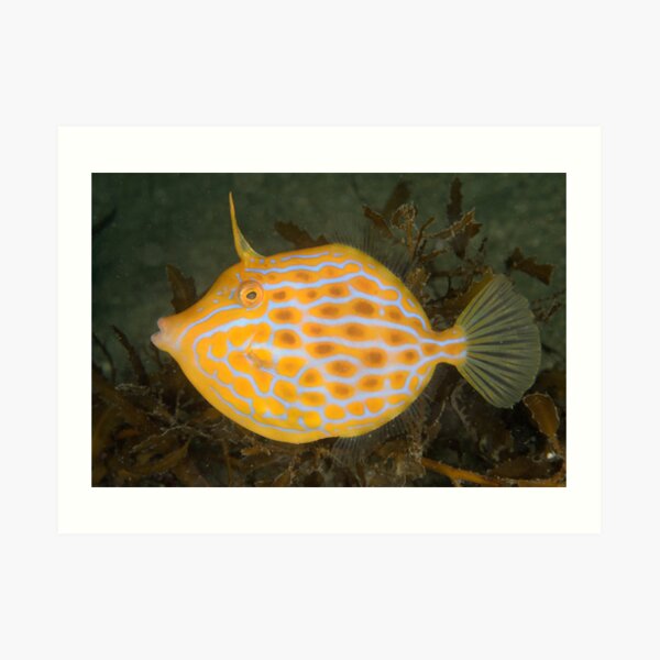 Mosaic leatherjacket - Eubalichthys mosaicus Art Print