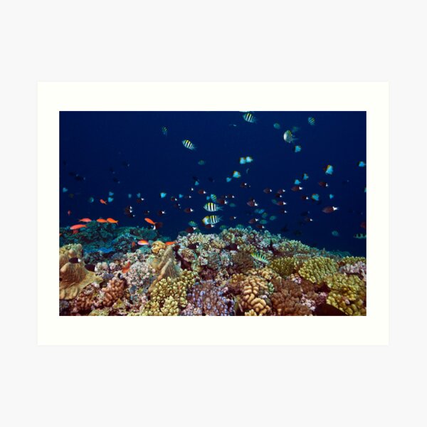 Reef edge Art Print