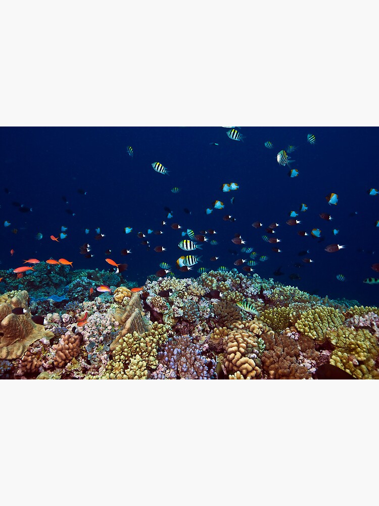Reef edge by DavidWachenfeld
