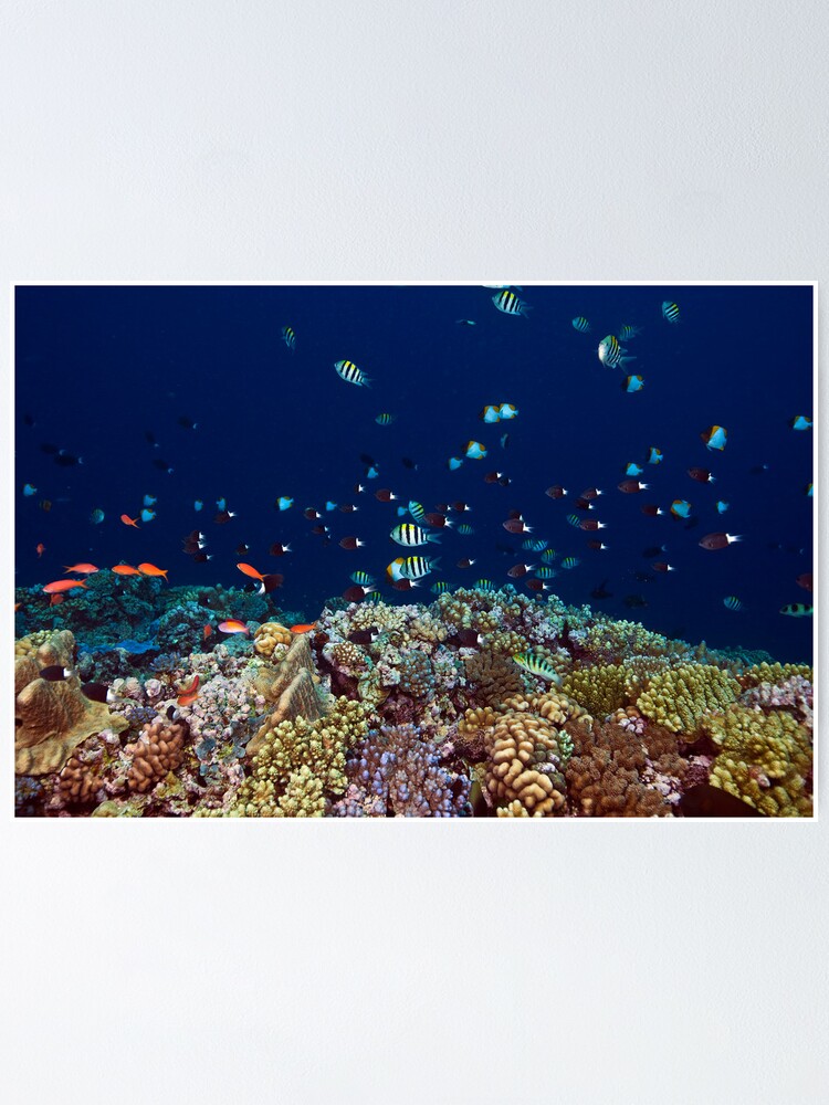 Alternate view of Reef edge Poster