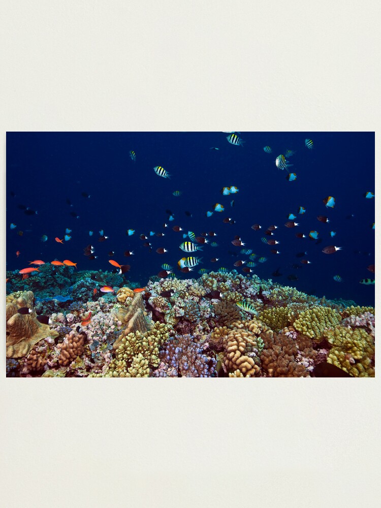 Alternate view of Reef edge Photographic Print