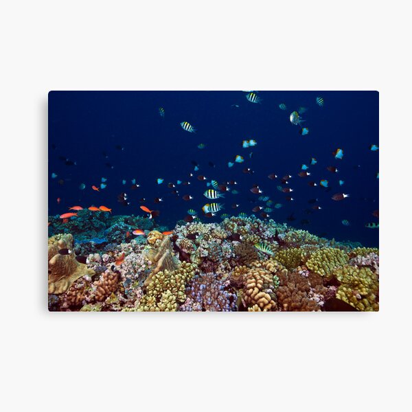 Reef edge Canvas Print