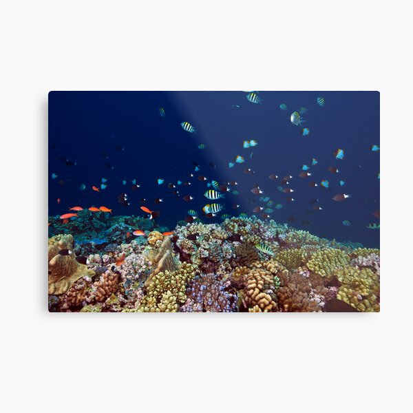 Reef edge Metal Print