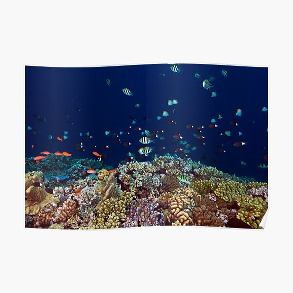 Reef edge Poster