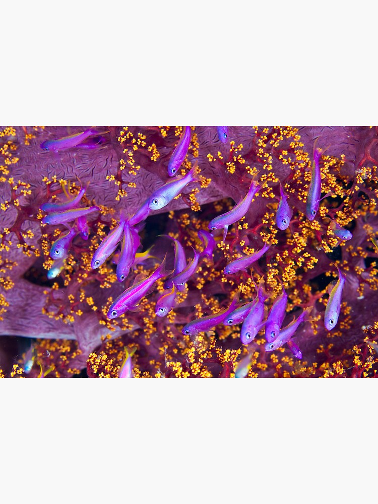 Colour by DavidWachenfeld